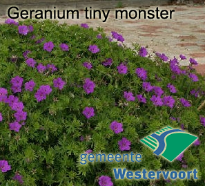 geranium_tiny_monster.png
