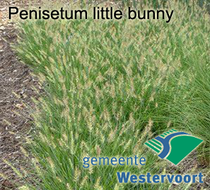pennisetum_little_bunny.png